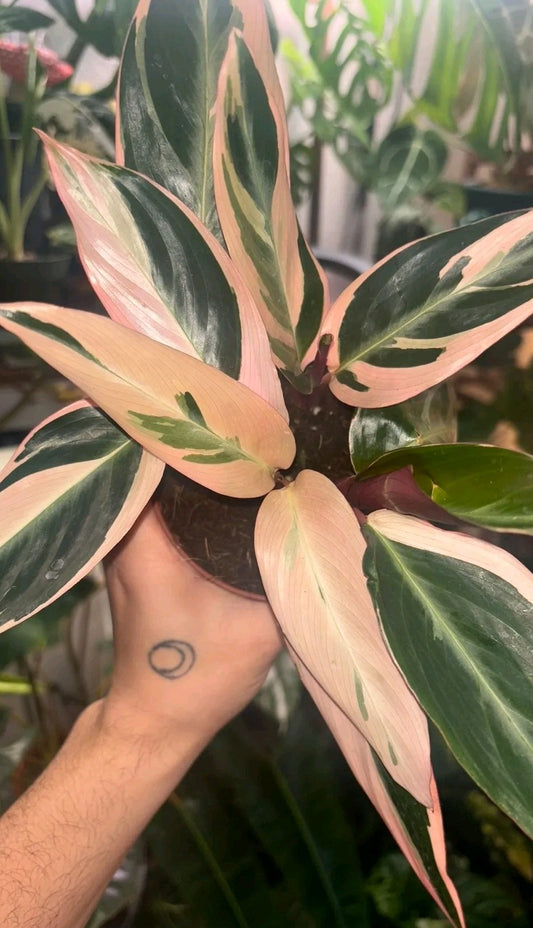 Stromanthe Triostar