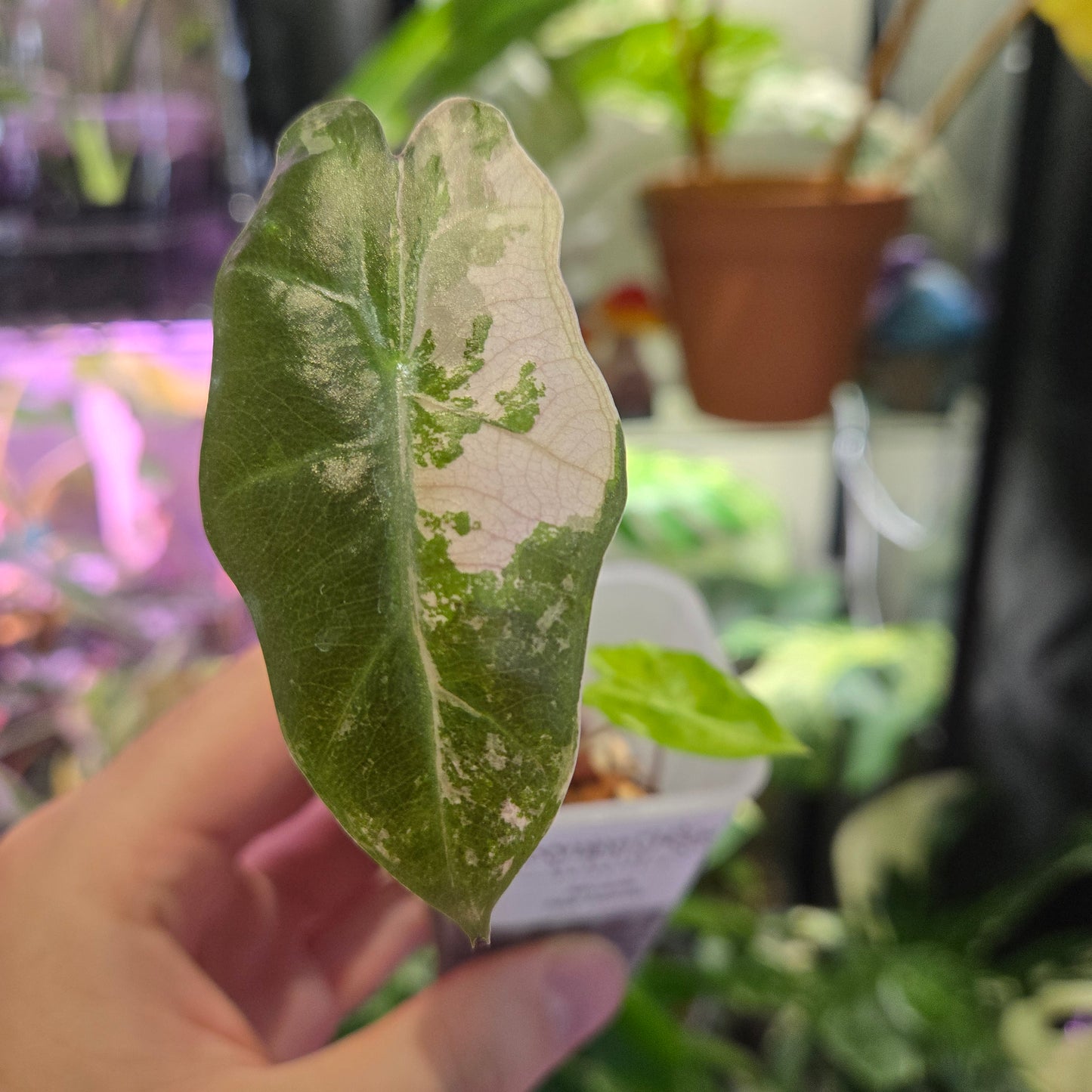 Alocasia Pink Pseudo
