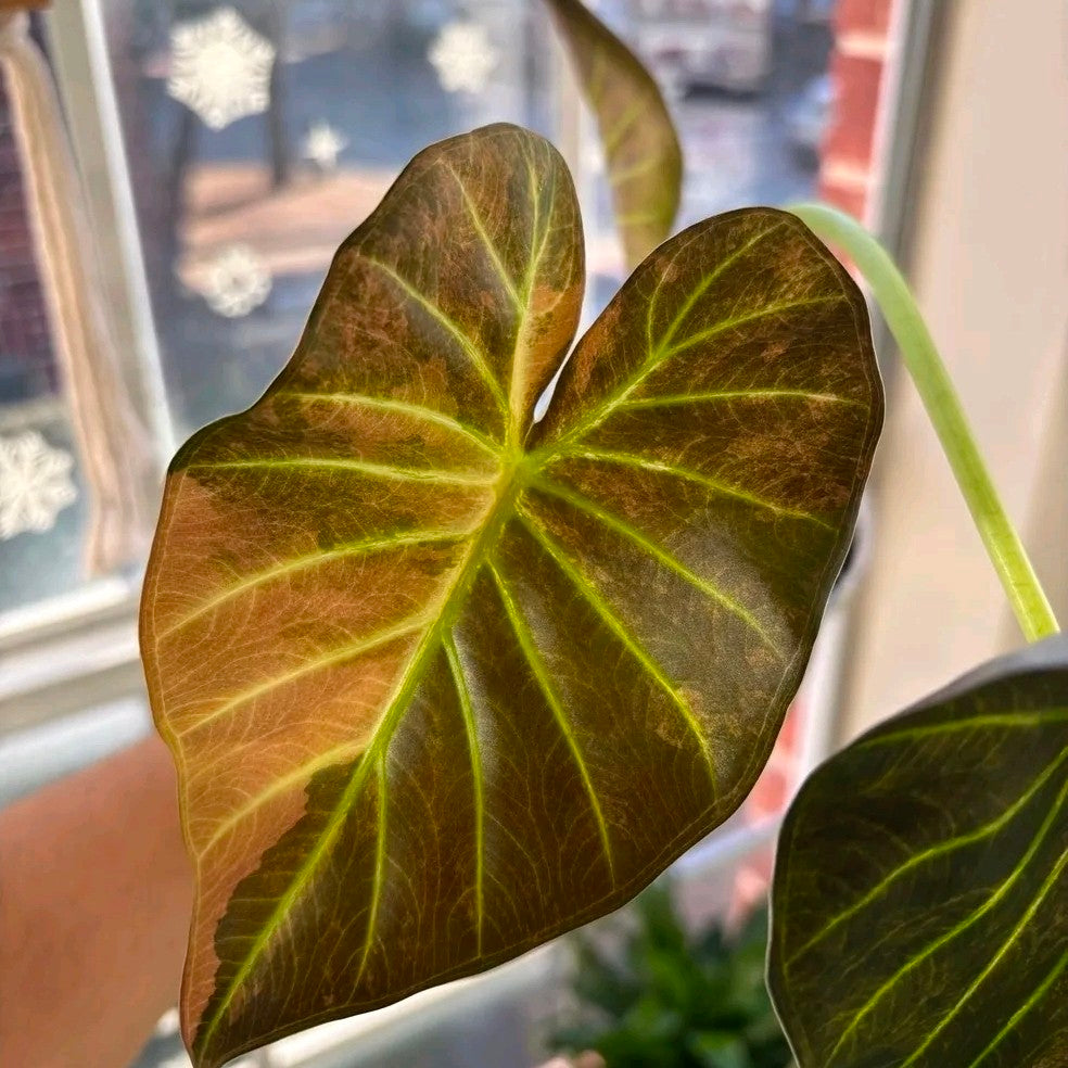 Alocasia Regal Shield Aurea