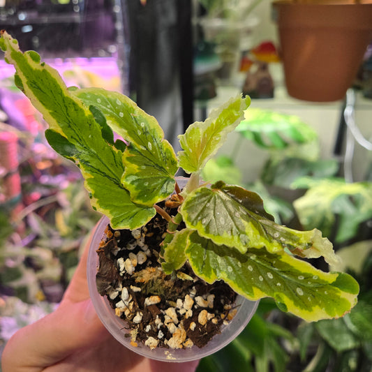 Begonia Dainty Spray