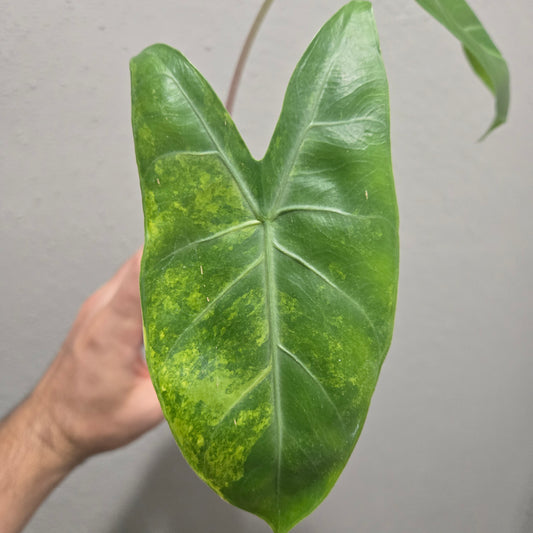 Alocasia Pink Dragon x Longiloba Aurea
