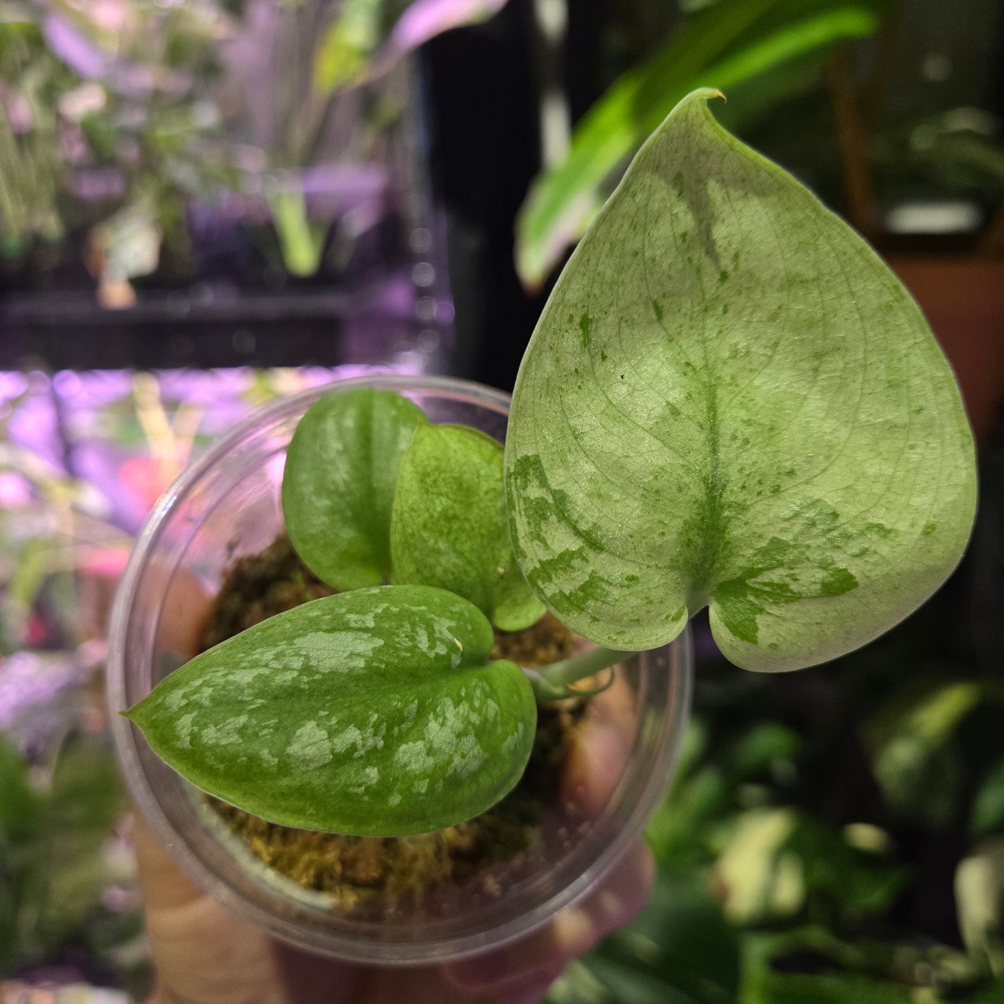 Scindapsus Mojito