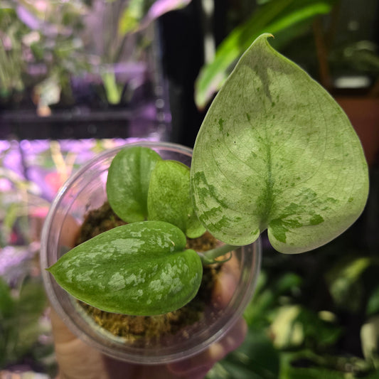 Scindapsus Mojito
