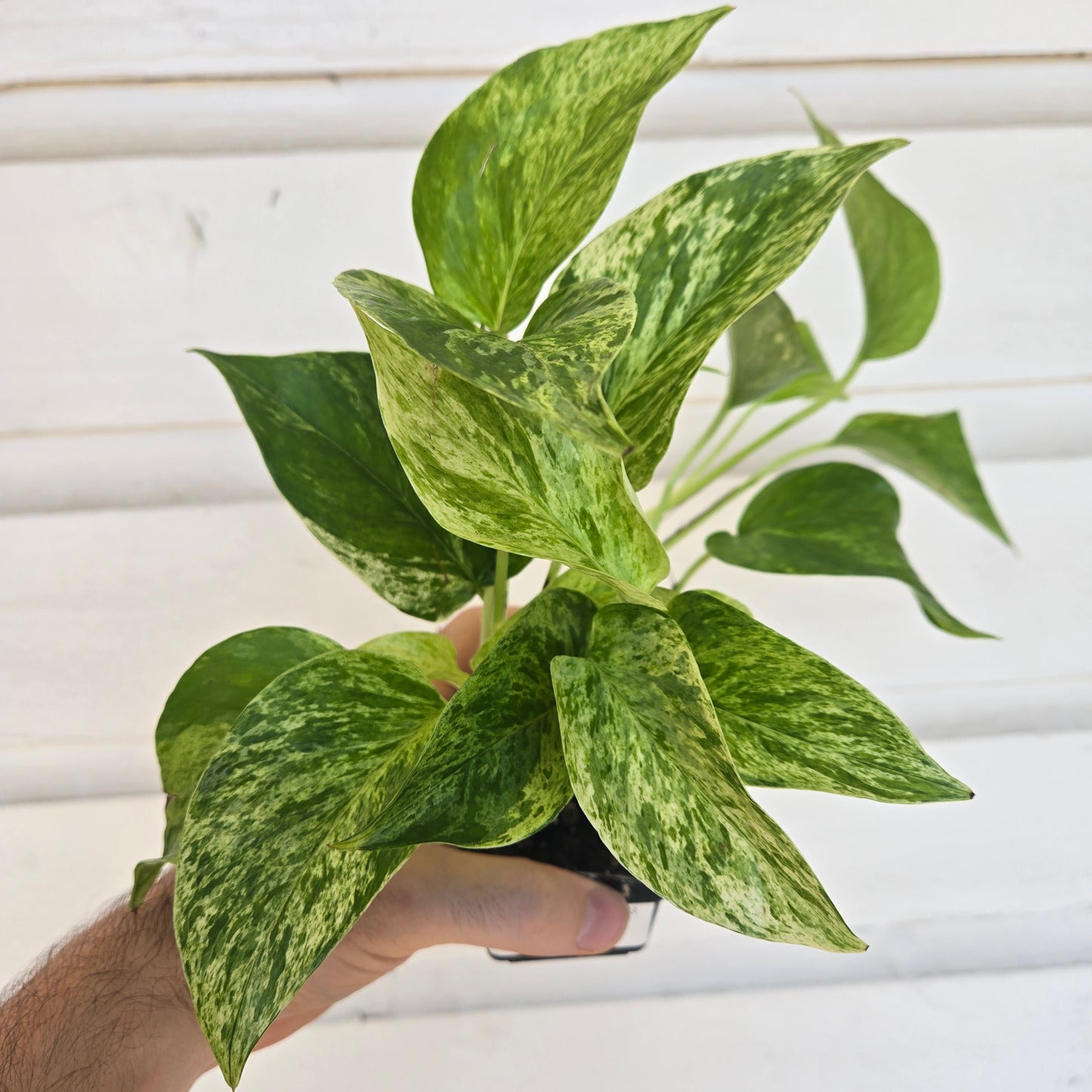 Epipremnum Marble Queen