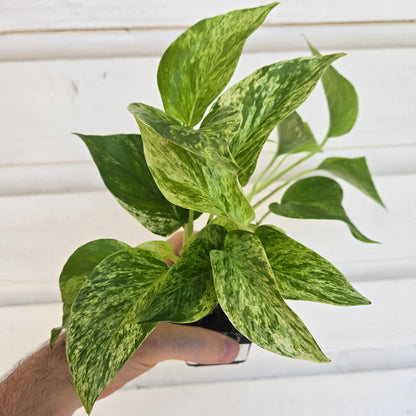 Epipremnum Marble Queen