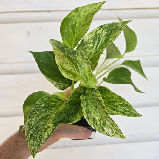 Epipremnum Marble Queen