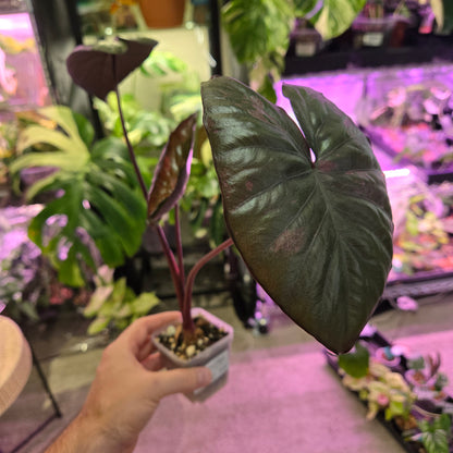 Alocasia Pink Serendipity