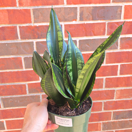 Snake Plant Whitney