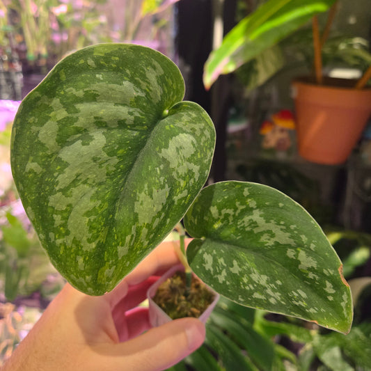 Scindapsus Baticon