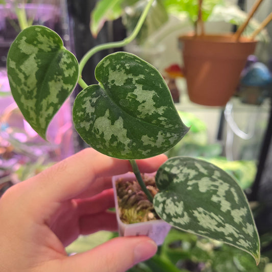 Scindapsus Jigsaw