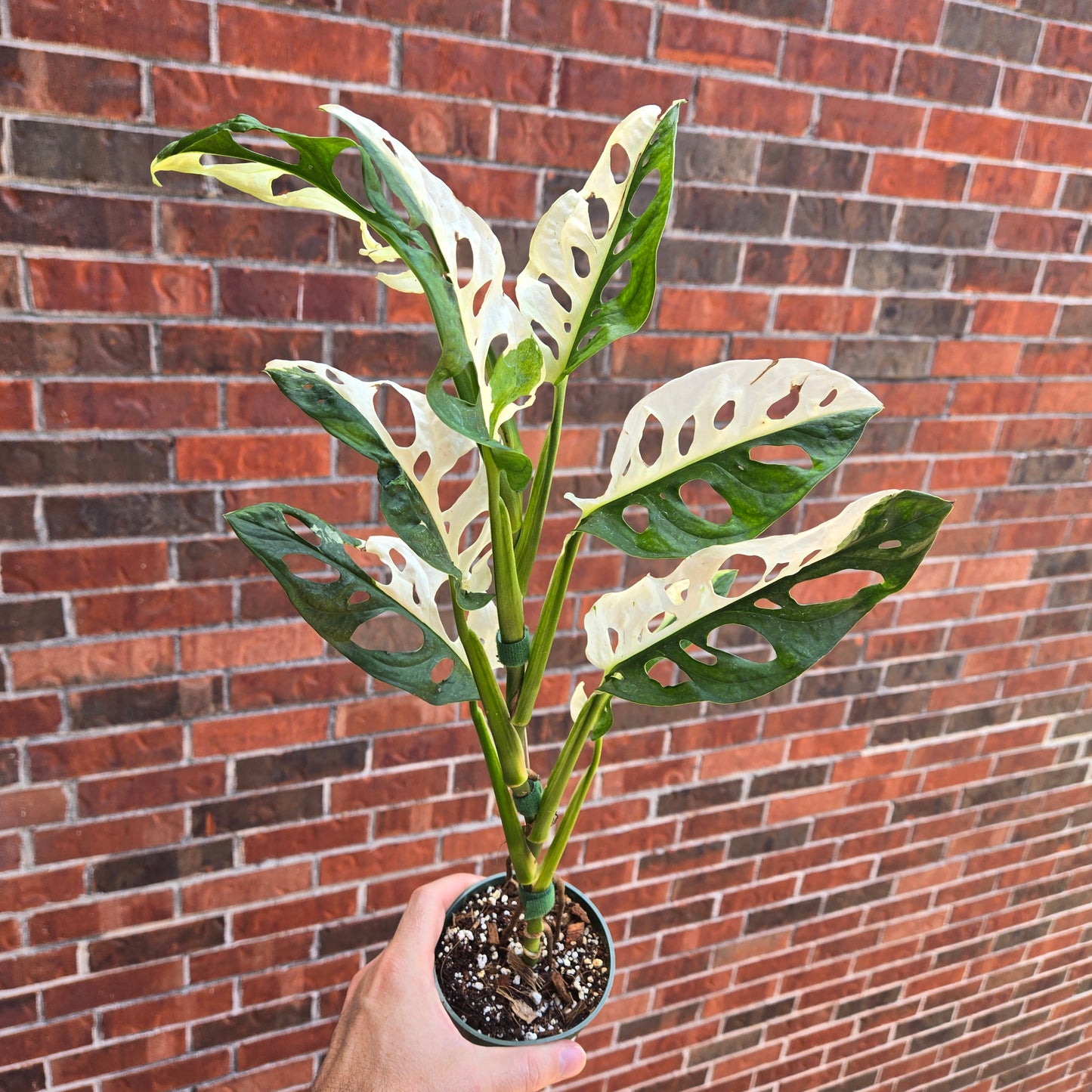 Monstera Adansonii Albo