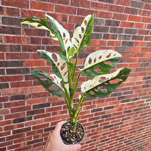Monstera Adansonii Albo