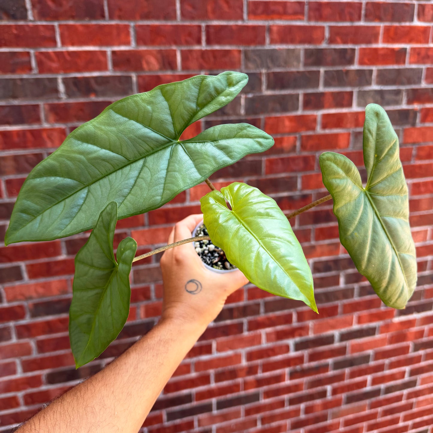 Alocasia Corazon