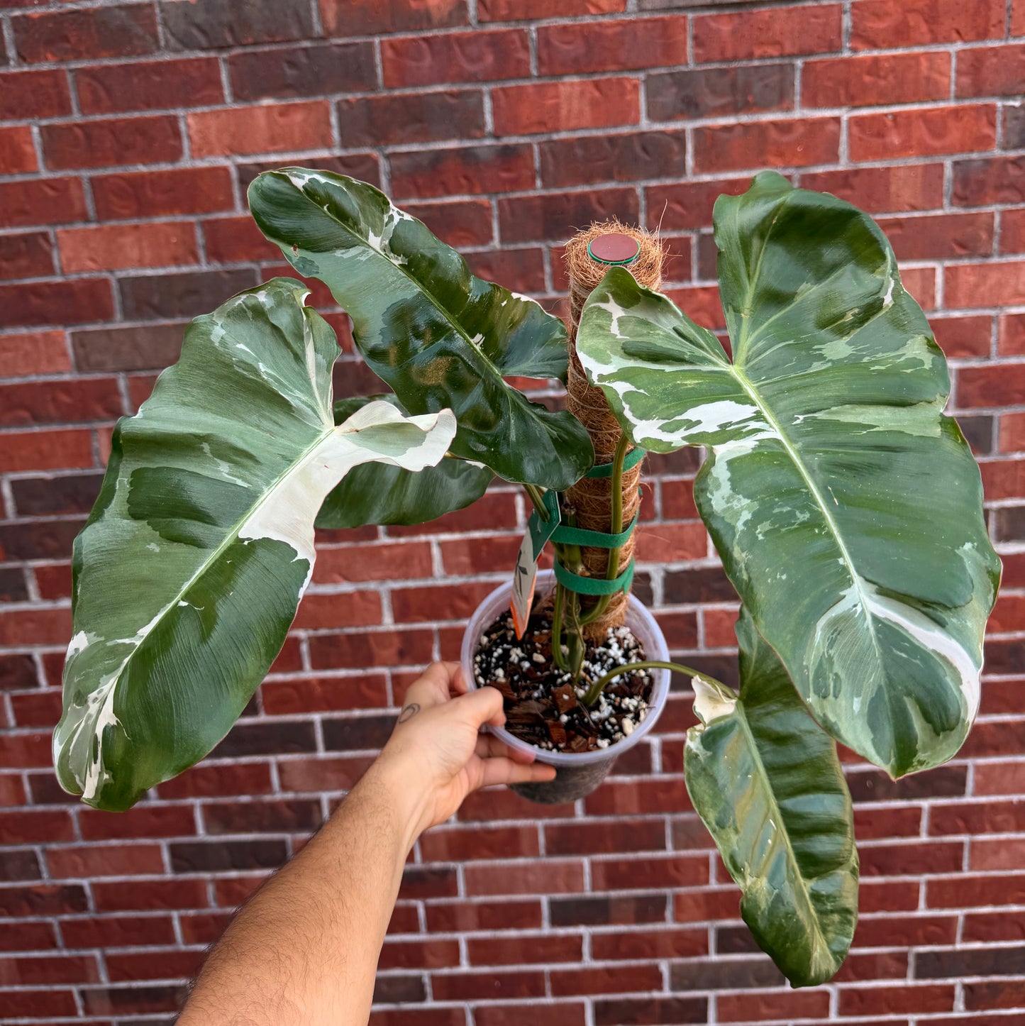 Philodendron Paraiso Albo