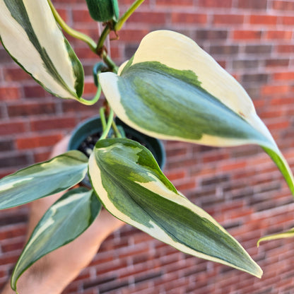 Philodendron Rio Narrow Mutation