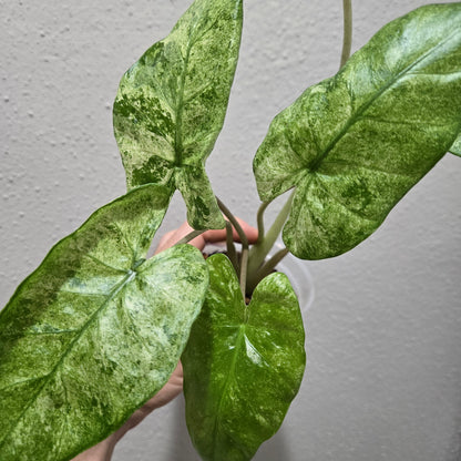 Alocasia Odora Batik