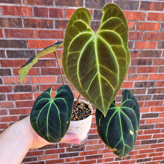 Anthurium Besseae AFF Wu8 x Wu1004