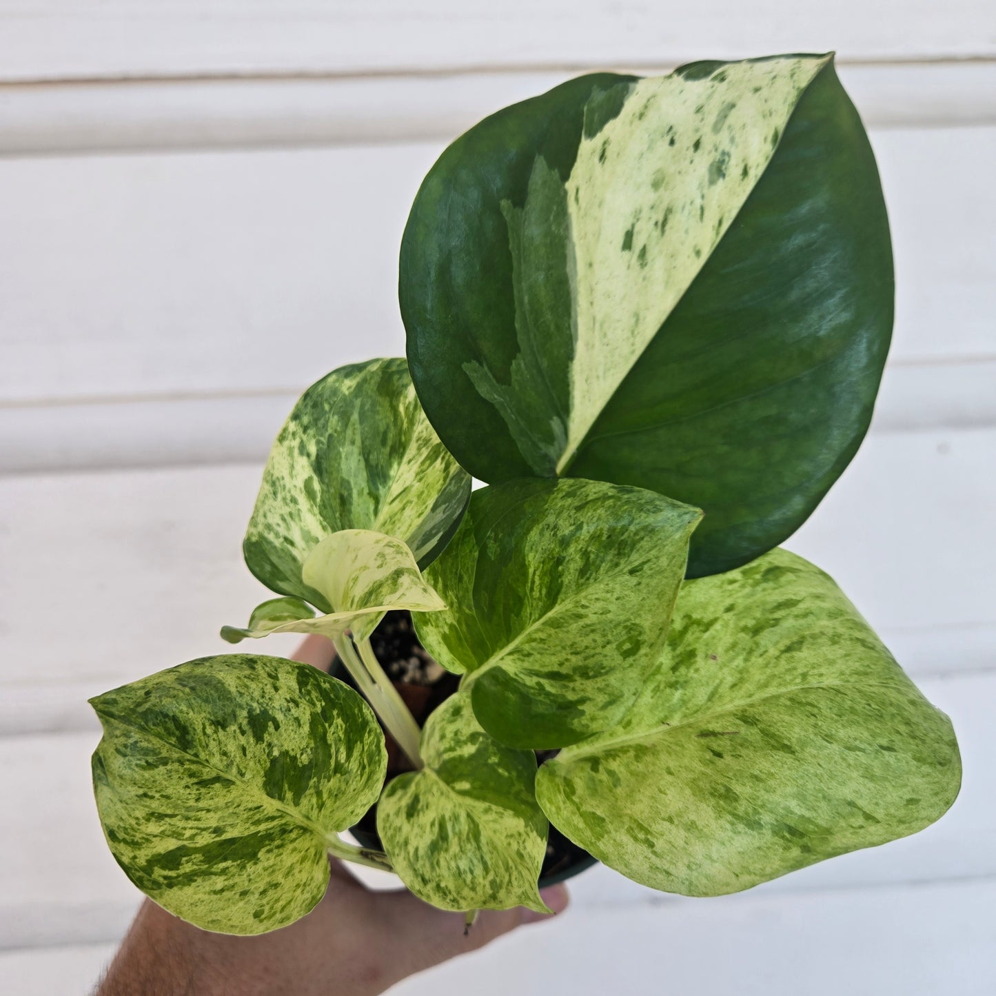 Epipremnum Manjula