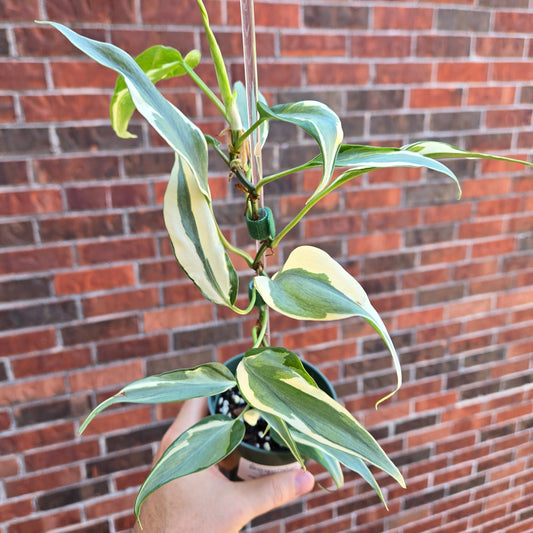 Philodendron Rio Narrow Mutation