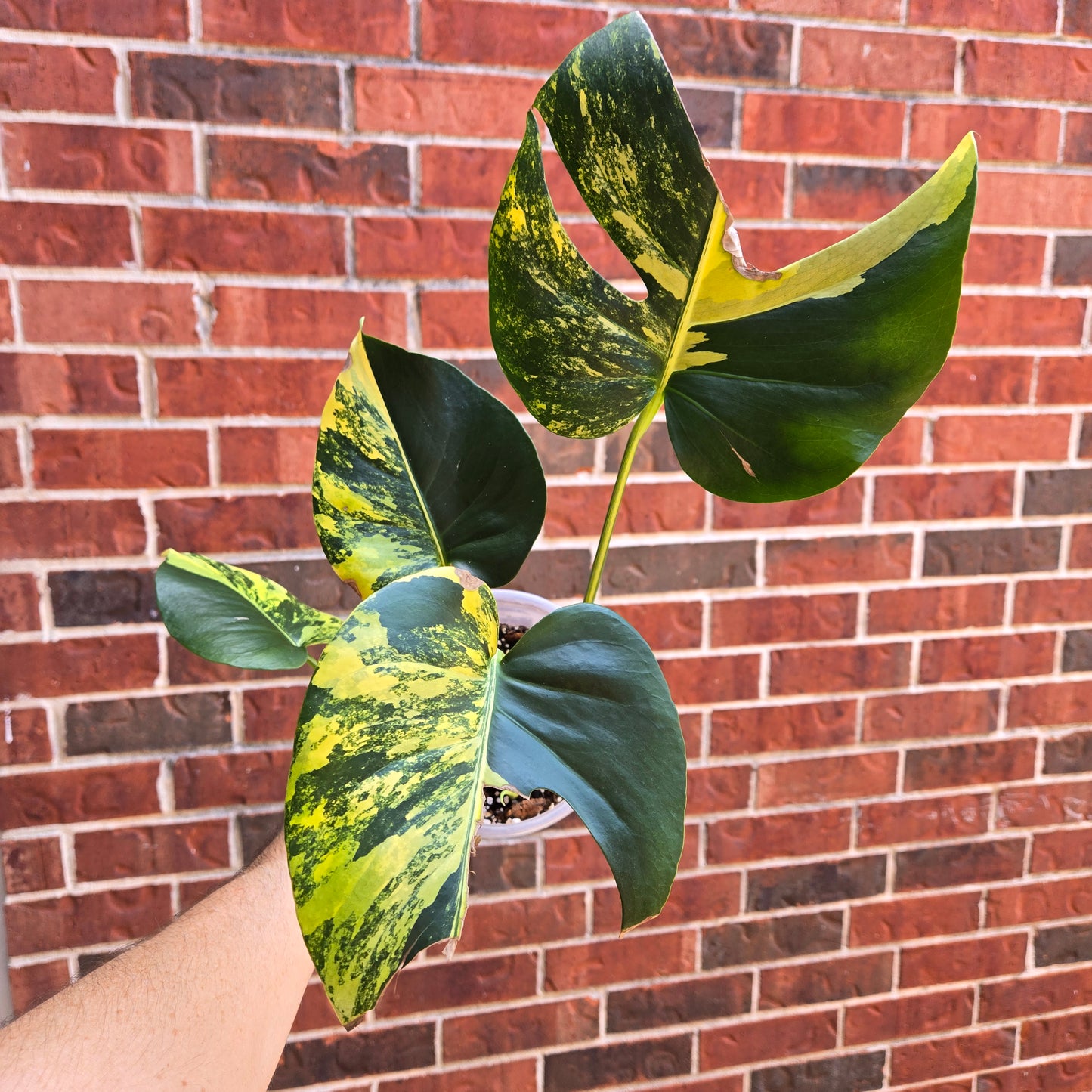 Monstera Pom Pom