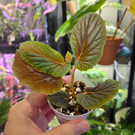 Begonia Ulmifolia Dark Variant