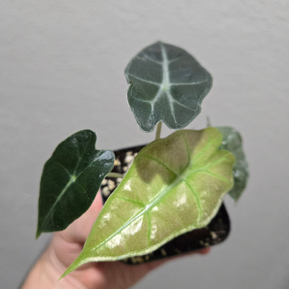 Alocasia Polly Var