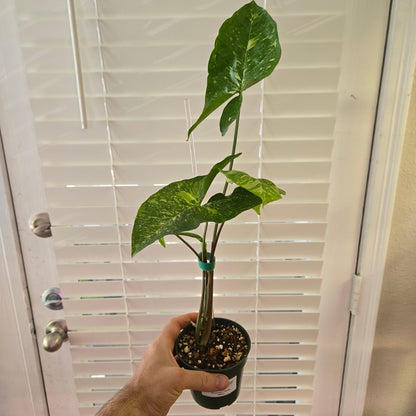 Syngonium Panda Galaxy