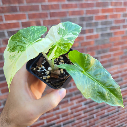 Alocasia Low Rider Albo