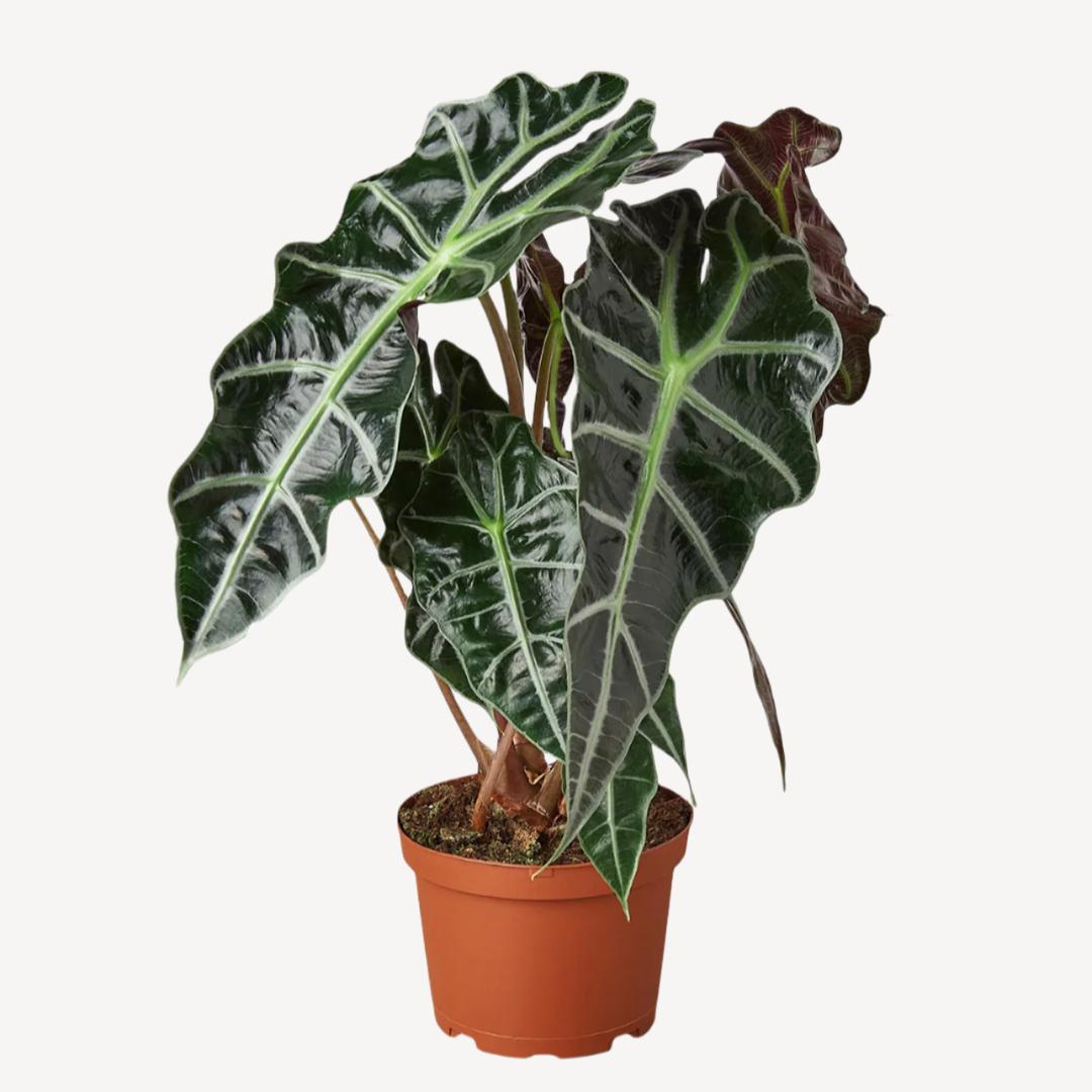Alocasia African Mask 6"