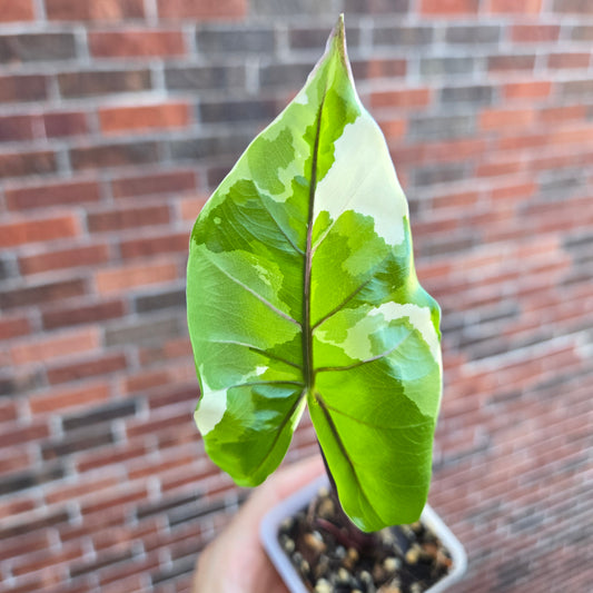 Alocasia Black Stem Albo