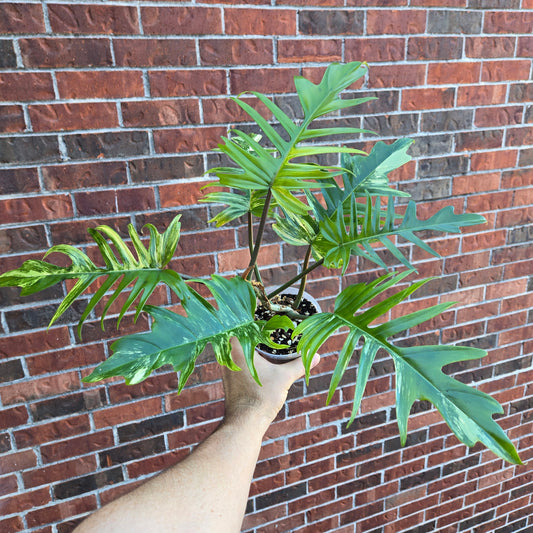 Philodendron Florida Beauty x Tortum