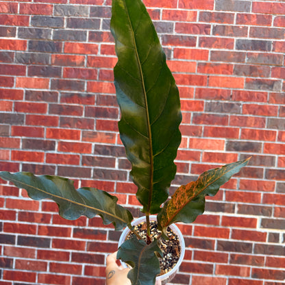 Anthurium Renaissance Var