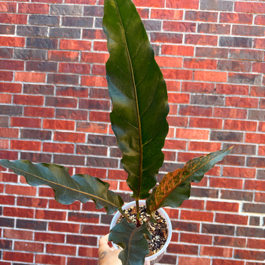 Anthurium Renaissance Var