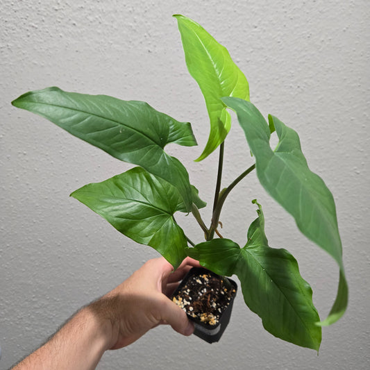 Syngonium Aurea Revert