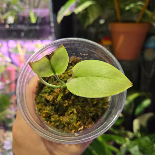 Scindapsus Treubii Superstar