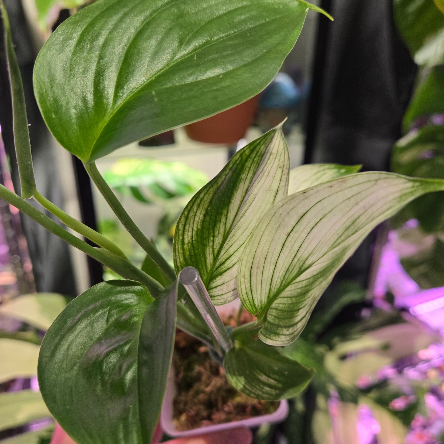 Scindapsus White Monster