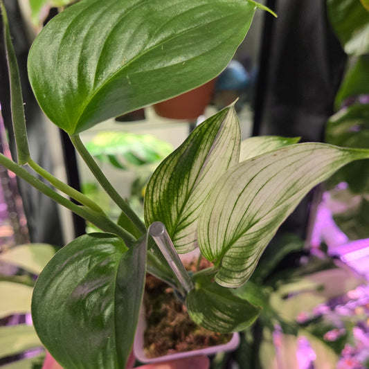 Scindapsus White Monster