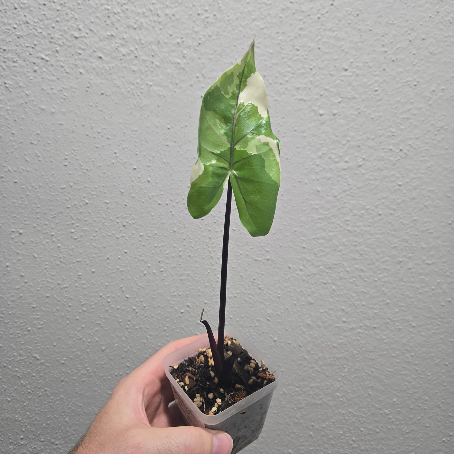 Alocasia Black Stem Albo