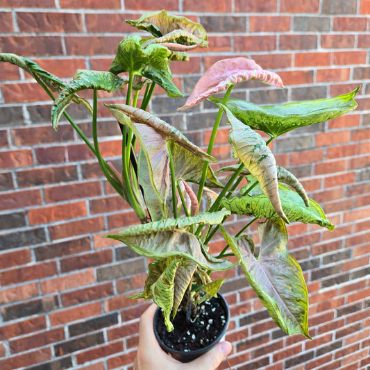 Syngonium Pink Rolli