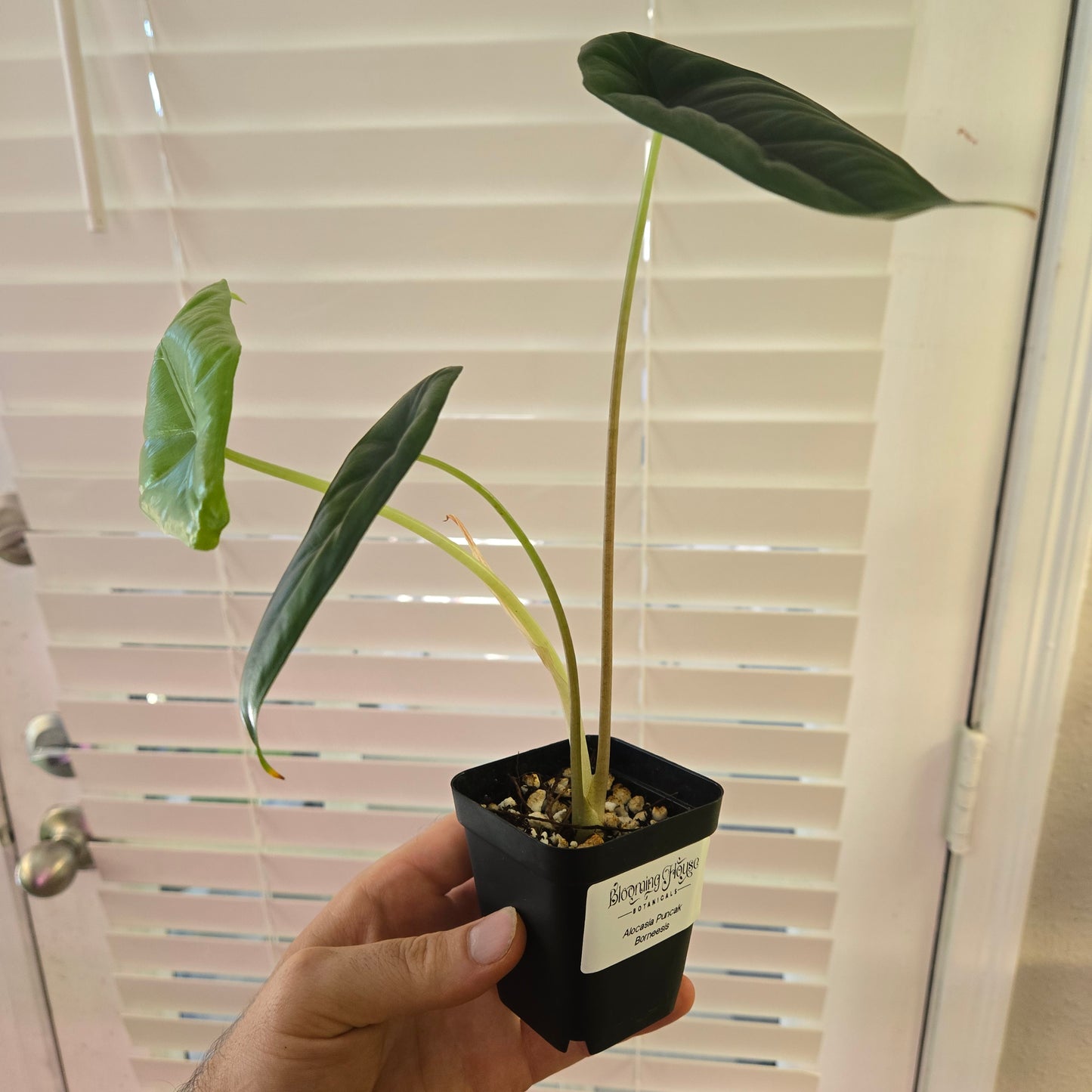 Alocasia Puncak Borneesis