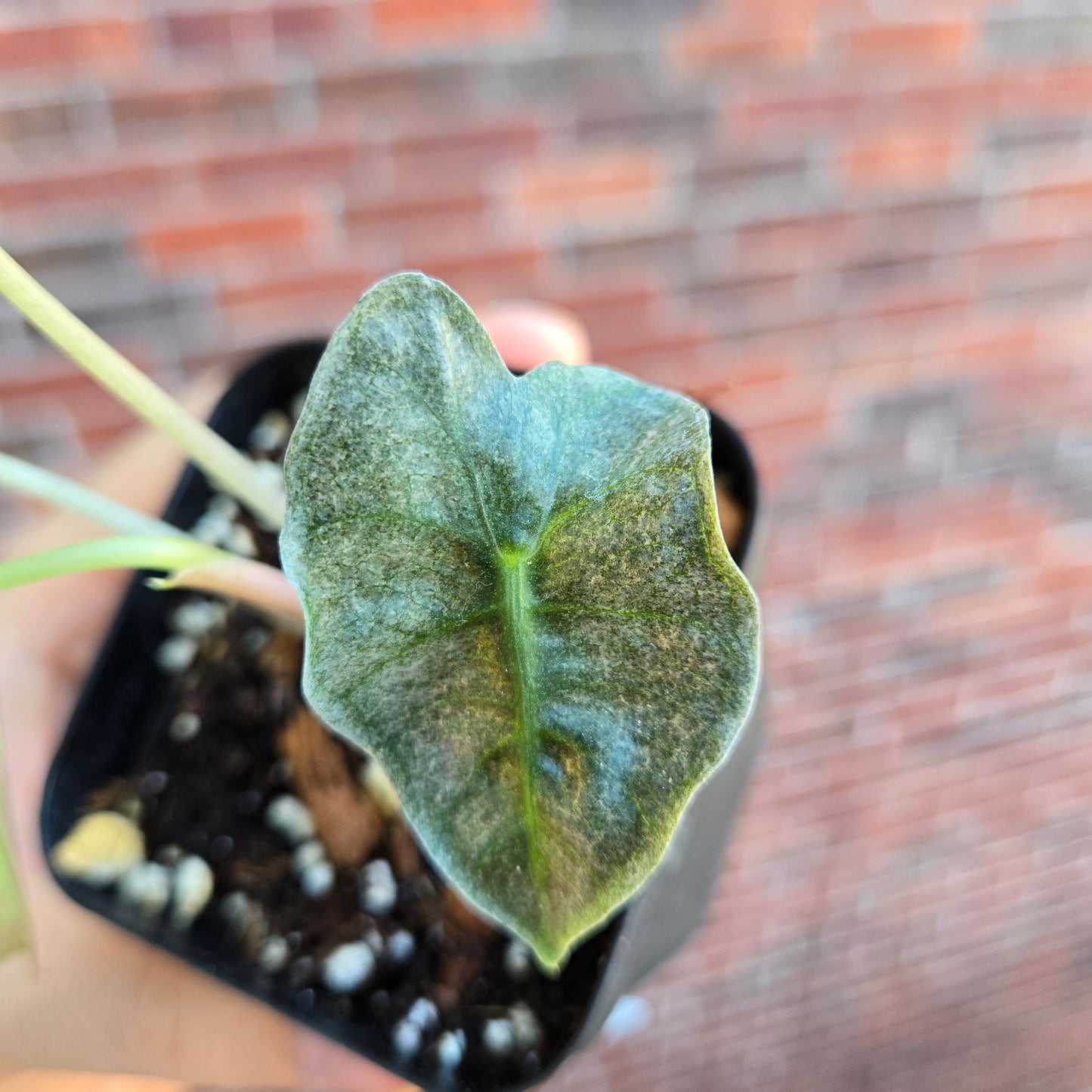 Alocasia Polly Var