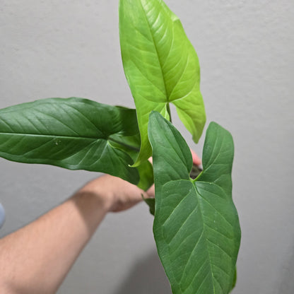 Syngonium Aurea Revert