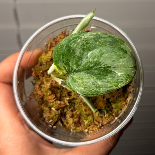 Scindapsus Exotica Tricolor