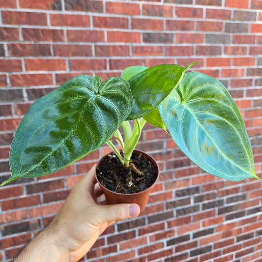 Syngonium Icefrost