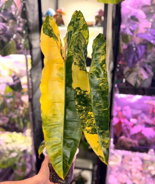 Philodendron Billietiae Variegated