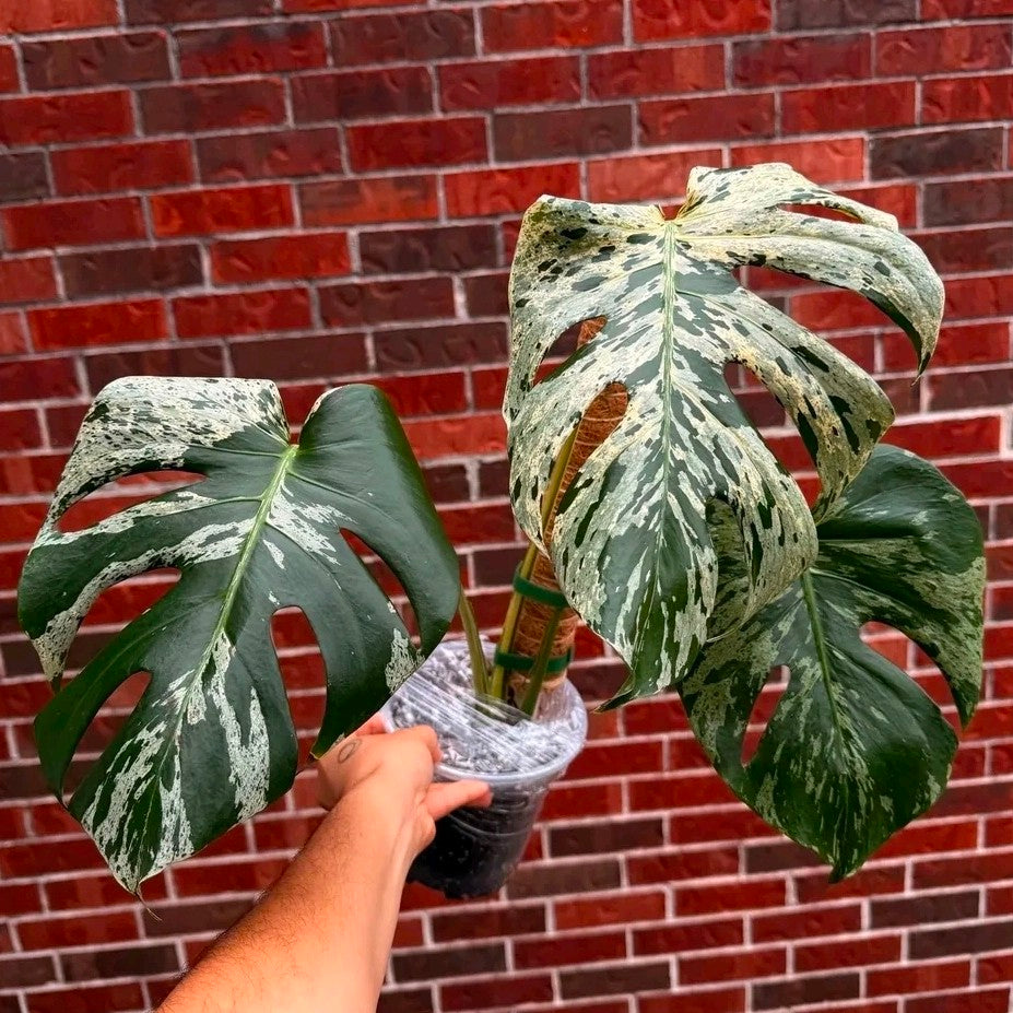 Monstera Vietciosa