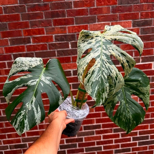 Monstera Vietciosa