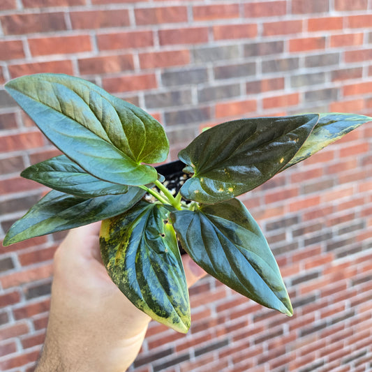Syngonium Red Arrow Variegated