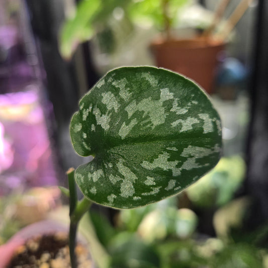Scindapsus NoID