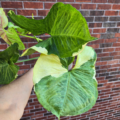 Syngonium Mango Allusion